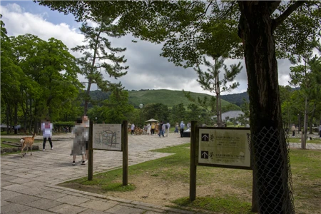 奈良公園(51)