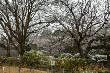 名古屋城の雪景色(77)