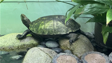 東山動植物園自然動物館(519)