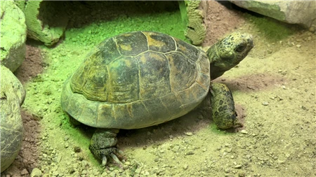 東山動植物園自然動物館(61)