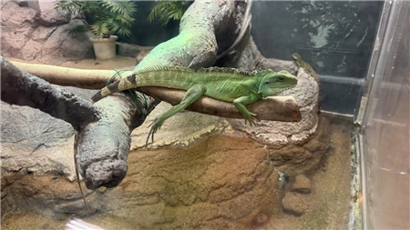 東山動植物園自然動物館(72)