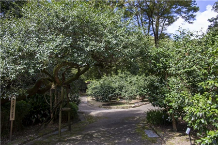 東山植物園(370)