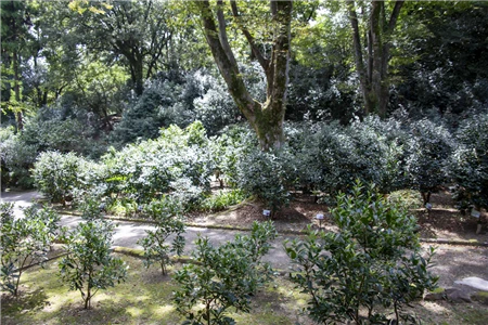 東山植物園(416)