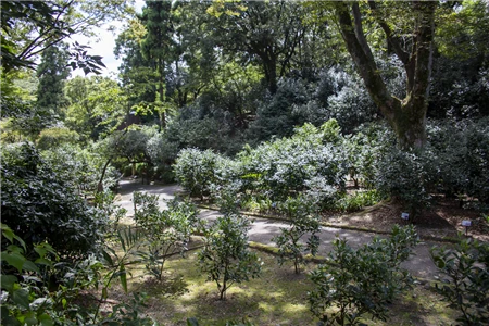 東山植物園(417)