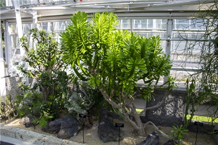 東山植物園(507)