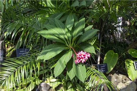 東山植物園(543)