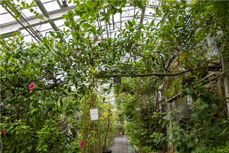 東山植物園(603)