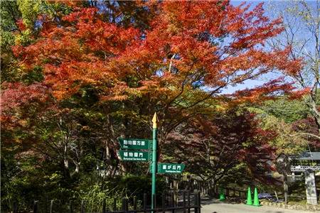 東山動植物園の紅葉(37)