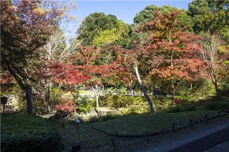 東山動植物園の紅葉(61)