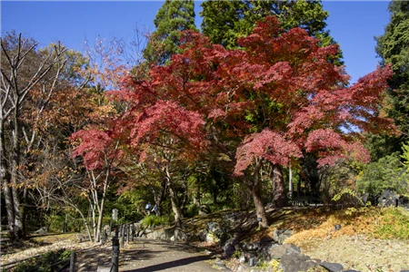 東山動植物園の紅葉(64)