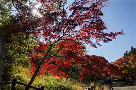 東山動植物園の紅葉(80)